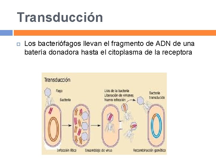 Transducción Los bacteriófagos llevan el fragmento de ADN de una batería donadora hasta el