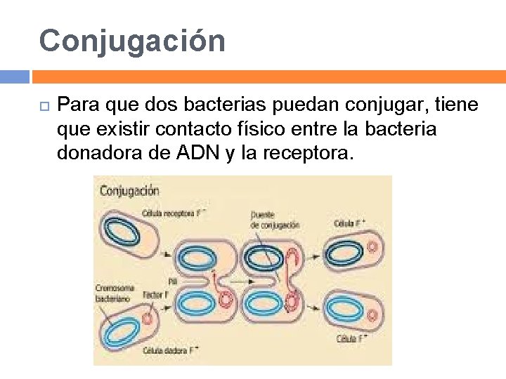 Conjugación Para que dos bacterias puedan conjugar, tiene que existir contacto físico entre la