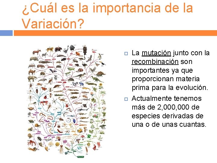 ¿Cuál es la importancia de la Variación? La mutación junto con la recombinación son