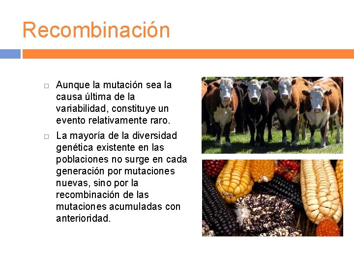 Recombinación Aunque la mutación sea la causa última de la variabilidad, constituye un evento