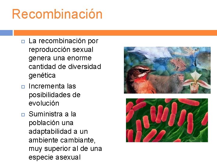 Recombinación La recombinación por reproducción sexual genera una enorme cantidad de diversidad genética Incrementa