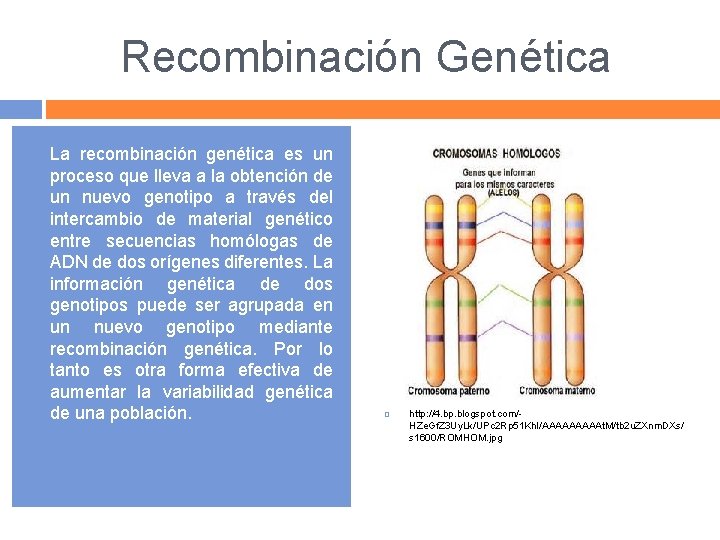 Recombinación Genética La recombinación genética es un proceso que lleva a la obtención de