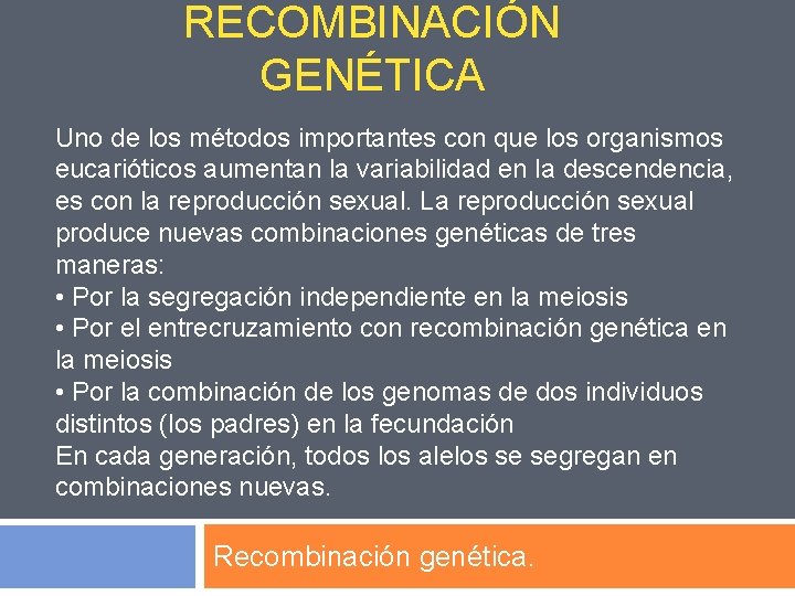 RECOMBINACIÓN GENÉTICA Uno de los métodos importantes con que los organismos eucarióticos aumentan la