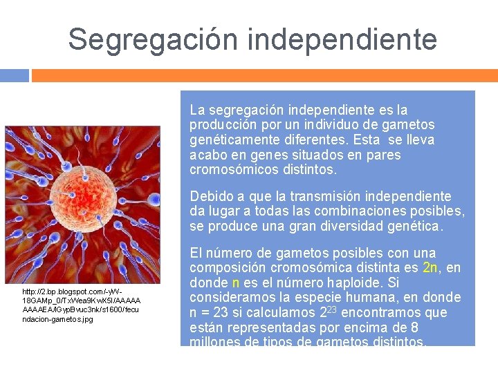 Segregación independiente La segregación independiente es la producción por un individuo de gametos genéticamente