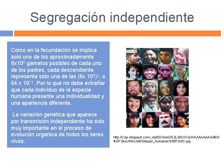 Segregación independiente Como en la fecundación se implica solo uno de los aproximadamente 8