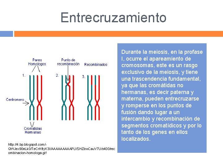 Entrecruzamiento Durante la meiosis, en la profase I, ocurre el apareamiento de cromosomas, este