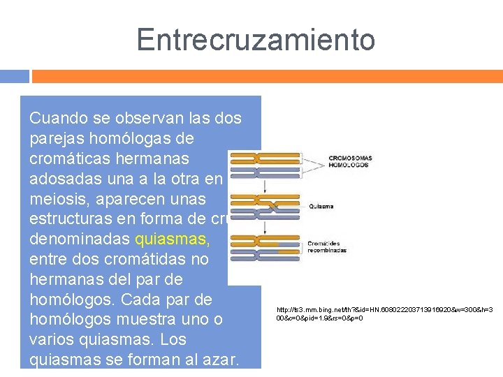 Entrecruzamiento Cuando se observan las dos parejas homólogas de cromáticas hermanas adosadas una a