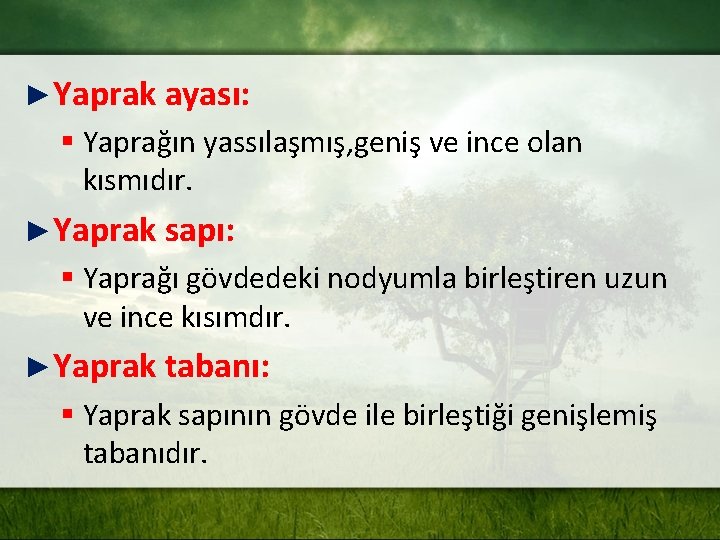 ►Yaprak ayası: § Yaprağın yassılaşmış, geniş ve ince olan kısmıdır. ►Yaprak sapı: § Yaprağı