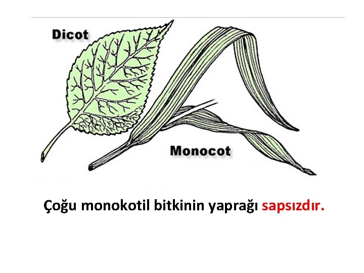 Çoğu monokotil bitkinin yaprağı sapsızdır. 