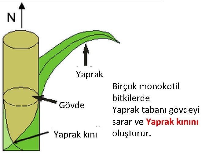 Yaprak Gövde Yaprak kını Birçok monokotil bitkilerde Yaprak tabanı gövdeyi sarar ve Yaprak kınını