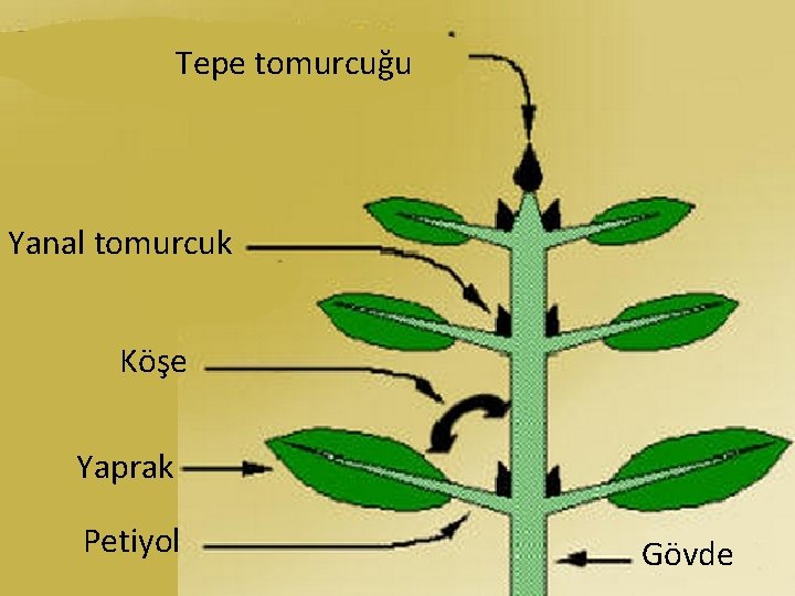 Tepe tomurcuğu Yanal tomurcuk Köşe Yaprak Petiyol Gövde 