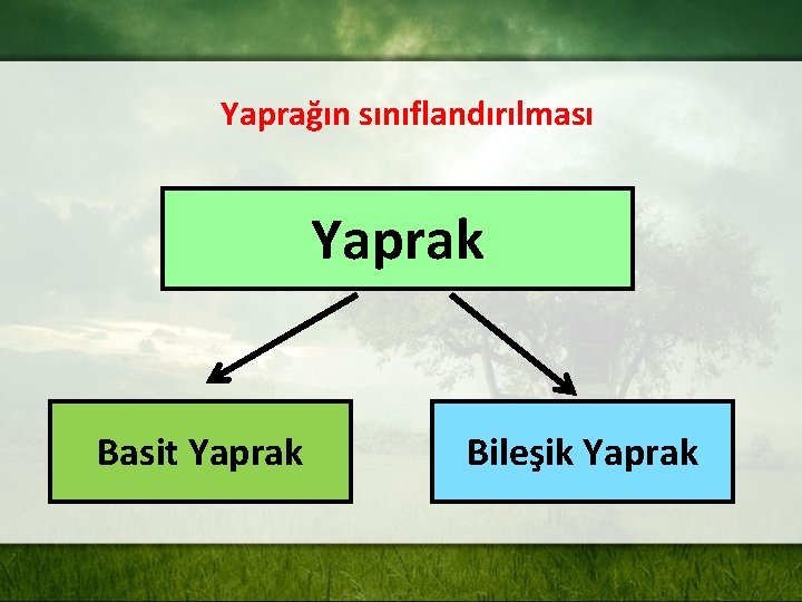 Yaprağın sınıflandırılması Yaprak Basit Yaprak Bileşik Yaprak 