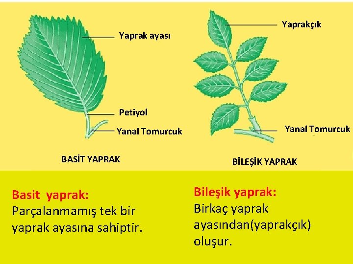 Yaprak ayası Yaprakçık Petiyol Yanal Tomurcuk BASİT YAPRAK Basit yaprak: Parçalanmamış tek bir yaprak