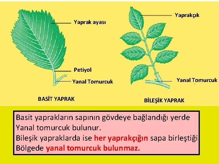 Yaprak ayası Yaprakçık Petiyol Yanal Tomurcuk BASİT YAPRAK Yanal Tomurcuk BİLEŞİK YAPRAK Basit yaprakların