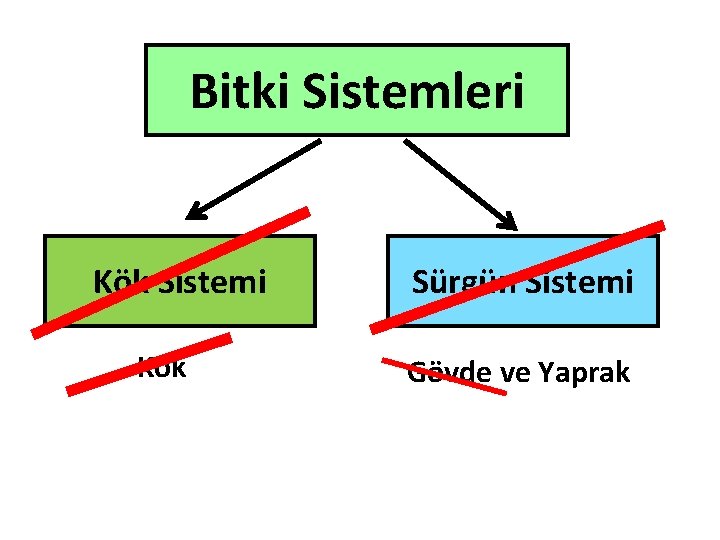 Bitki Sistemleri Kök Sistemi Kök Sürgün Sistemi Gövde ve Yaprak 