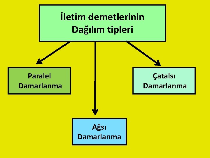 İletim demetlerinin Dağılım tipleri Paralel Damarlanma Çatalsı Damarlanma Ağsı Damarlanma 