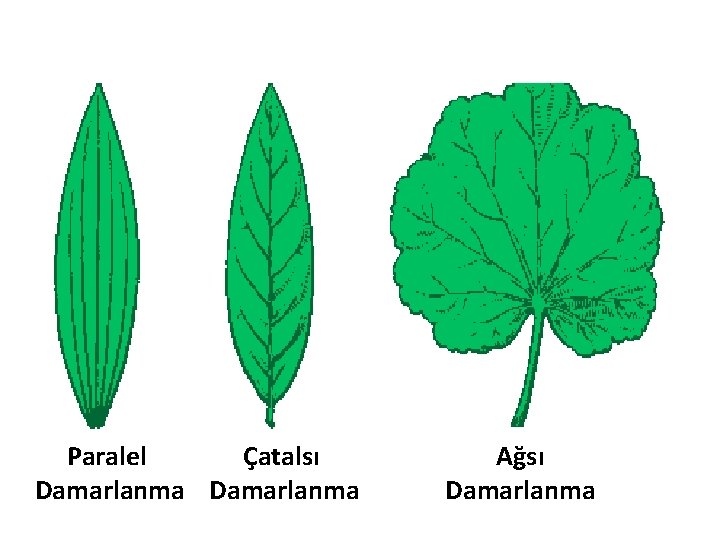 Paralel Çatalsı Damarlanma Ağsı Damarlanma 