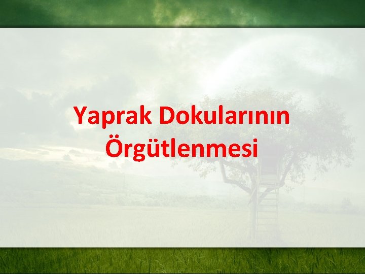 Yaprak Dokularının Örgütlenmesi 