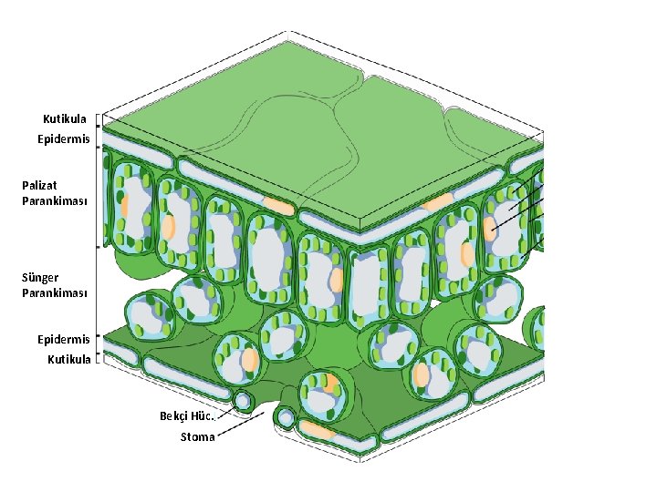 Kutikula Epidermis Palizat Parankiması Sünger Parankiması Epidermis Kutikula Bekçi Hüc. Stoma 