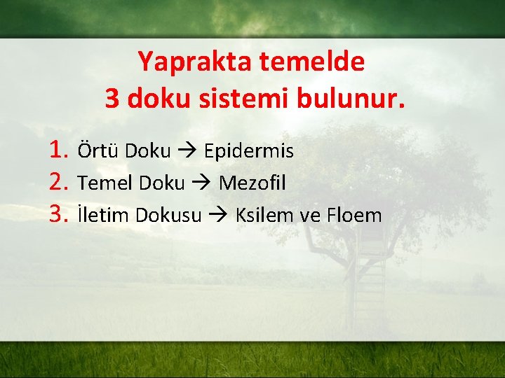 Yaprakta temelde 3 doku sistemi bulunur. 1. Örtü Doku Epidermis 2. Temel Doku Mezofil