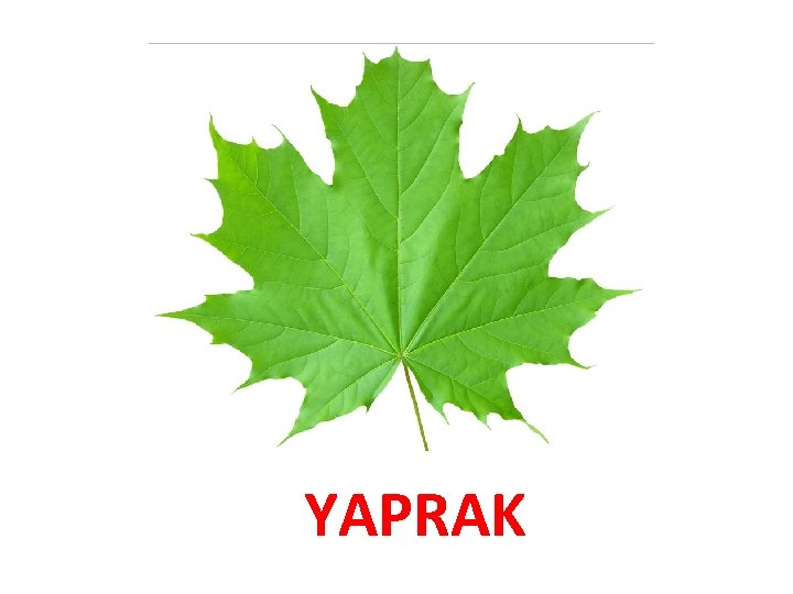 YAPRAK 