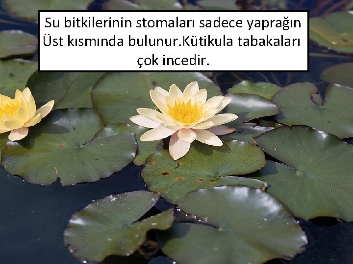 Su bitkilerinin stomaları sadece yaprağın Üst kısmında bulunur. Kütikula tabakaları çok incedir. 