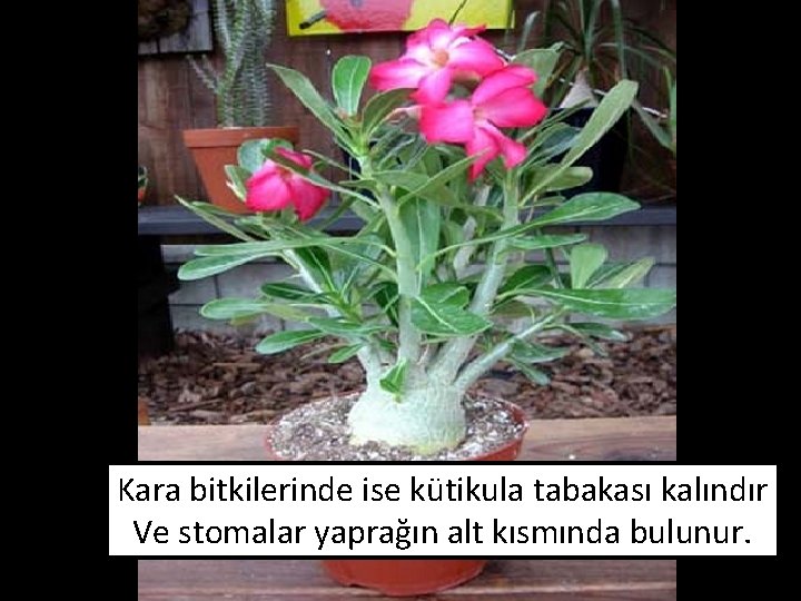 Kara bitkilerinde ise kütikula tabakası kalındır Ve stomalar yaprağın alt kısmında bulunur. 