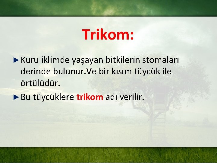 Trikom: ► Kuru iklimde yaşayan bitkilerin stomaları derinde bulunur. Ve bir kısım tüycük ile