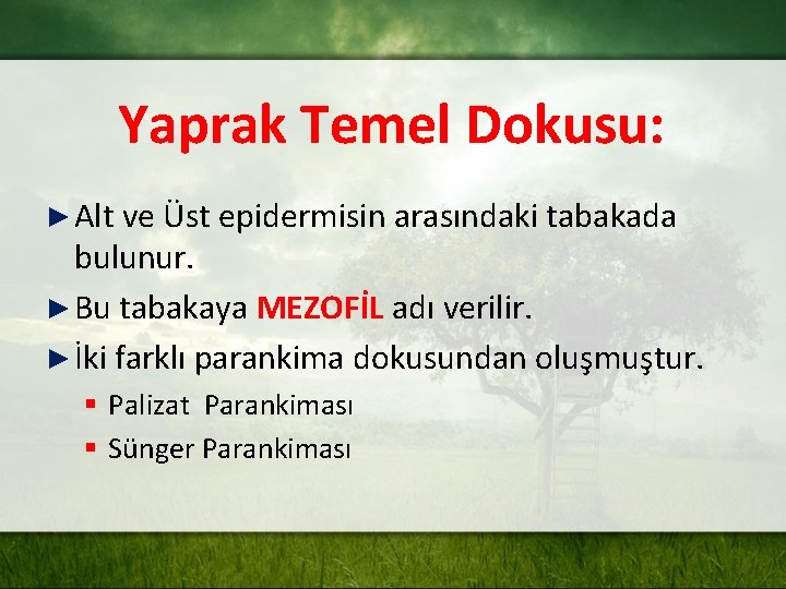 Yaprak Temel Dokusu: ► Alt ve Üst epidermisin arasındaki tabakada bulunur. ► Bu tabakaya