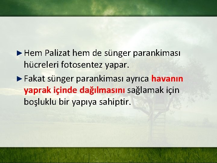 ► Hem Palizat hem de sünger parankiması hücreleri fotosentez yapar. ► Fakat sünger parankiması