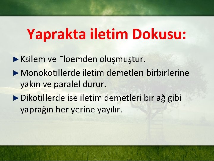 Yaprakta iletim Dokusu: ► Ksilem ve Floemden oluşmuştur. ► Monokotillerde iletim demetleri birbirlerine yakın