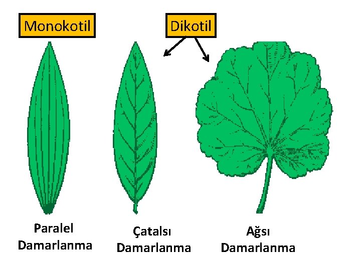 Monokotil Paralel Damarlanma Dikotil Çatalsı Damarlanma Ağsı Damarlanma 