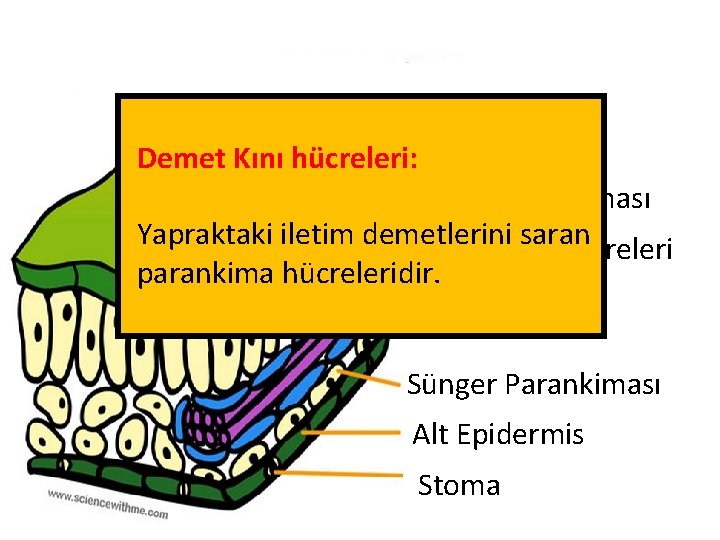 Üst Epidermis Demet Kını hücreleri: Palizat Parankiması Yapraktaki iletim demetlerini saran Demet kını Hücreleri