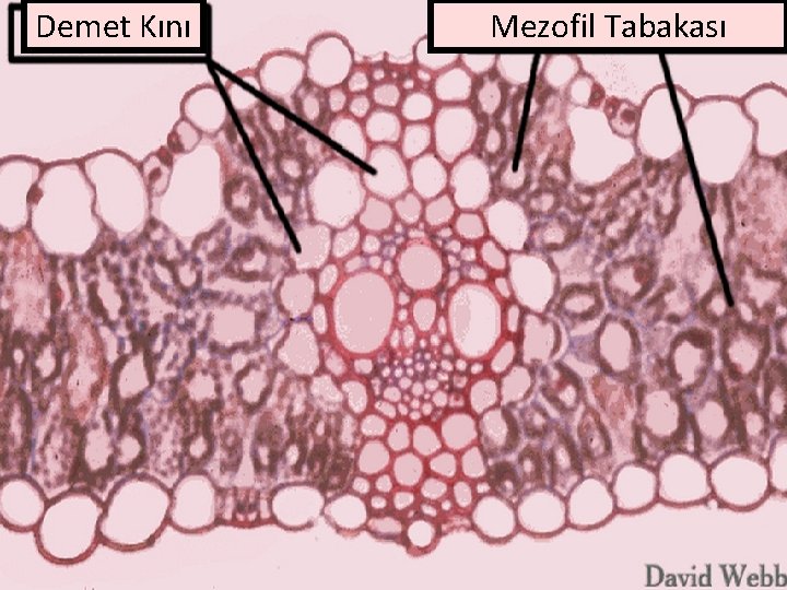 Demet Kını Mezofil Tabakası 