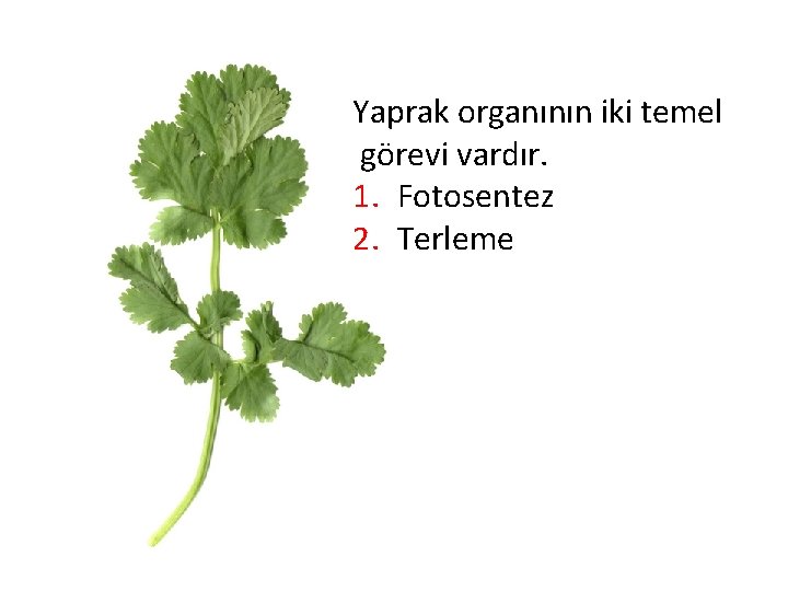 Yaprak organının iki temel görevi vardır. 1. Fotosentez 2. Terleme 