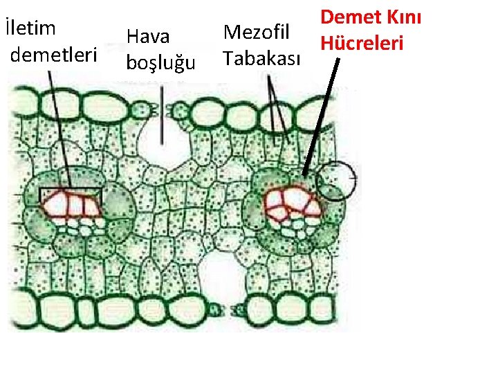 İletim demetleri Hava boşluğu Mezofil Tabakası Demet Kını Hücreleri 