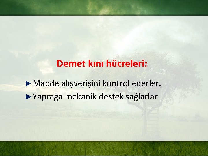 Demet kını hücreleri: ► Madde alışverişini kontrol ederler. ► Yaprağa mekanik destek sağlarlar. 