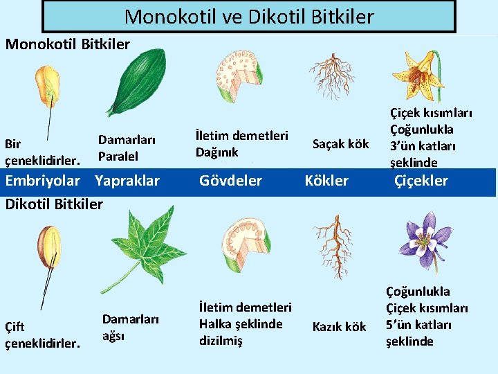 Monokotil ve Dikotil Bitkiler Monokotil Bitkiler Bir çeneklidirler. Damarları Paralel Embriyolar Yapraklar Dikotil Bitkiler