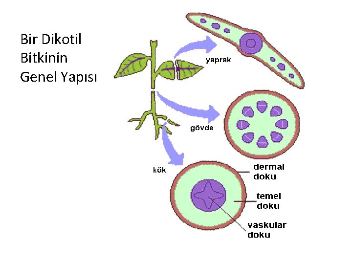 Bir Dikotil Bitkinin Genel Yapısı 