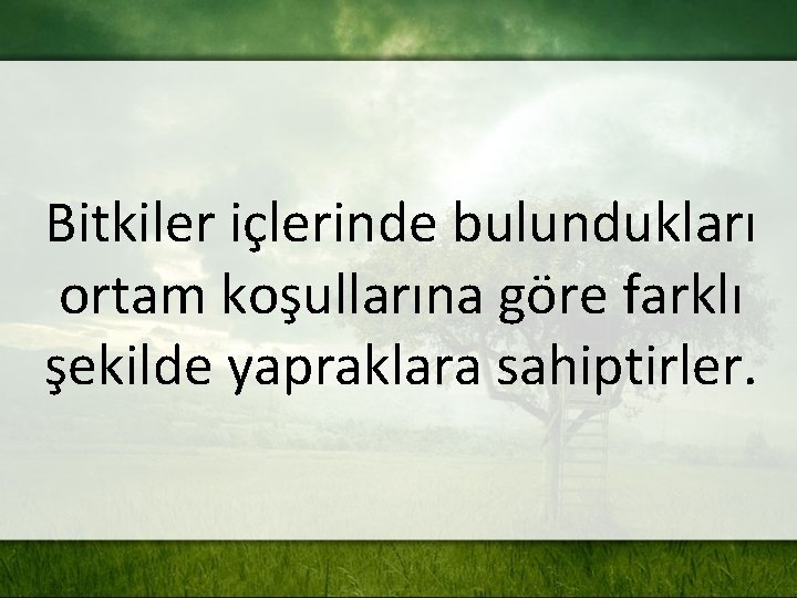 Bitkiler içlerinde bulundukları ortam koşullarına göre farklı şekilde yapraklara sahiptirler. 