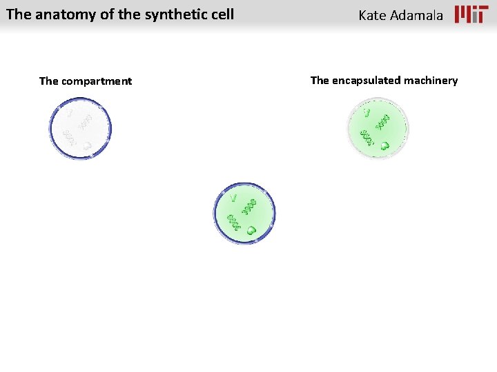 The anatomy of the synthetic cell The compartment Kate Adamala The encapsulated machinery 