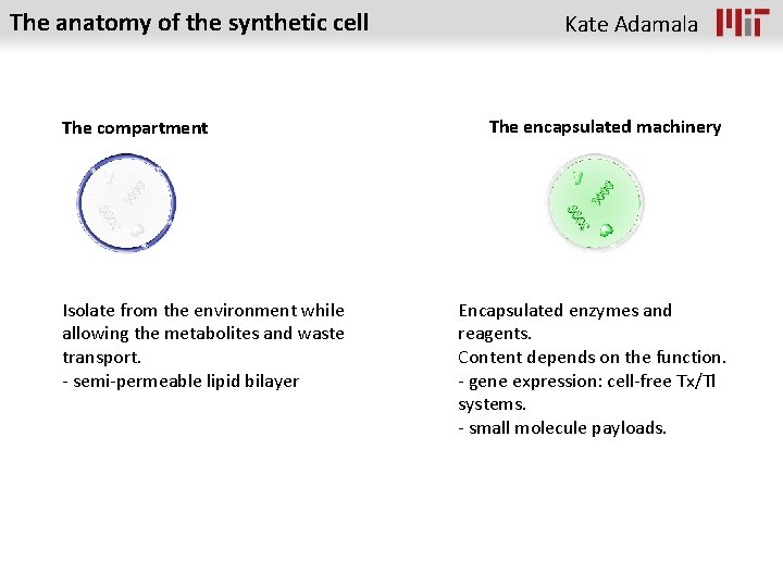 The anatomy of the synthetic cell The compartment Isolate from the environment while allowing