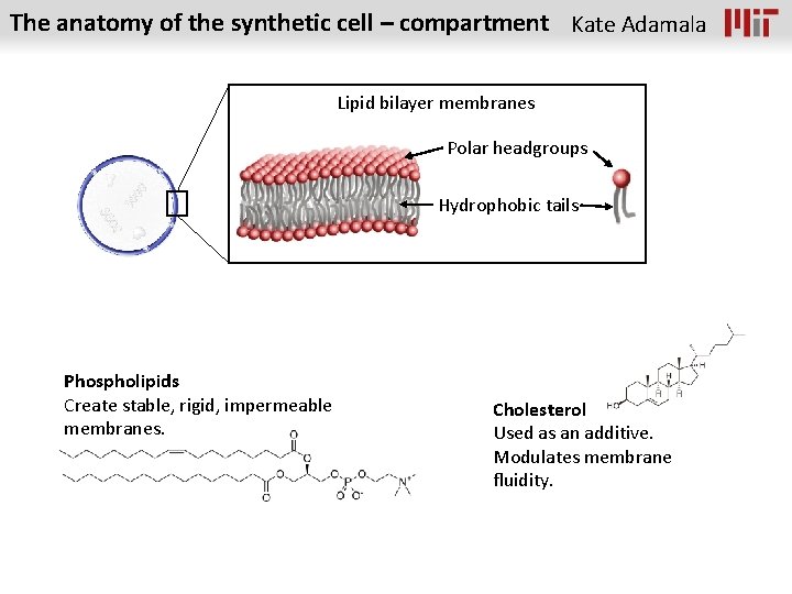 The anatomy of the synthetic cell – compartment Kate Adamala Lipid bilayer membranes Polar