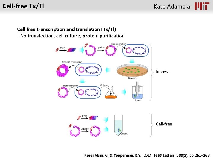 Cell-free Tx/Tl Kate Adamala Cell free transcription and translation (Tx/Tl) - No transfection, cell