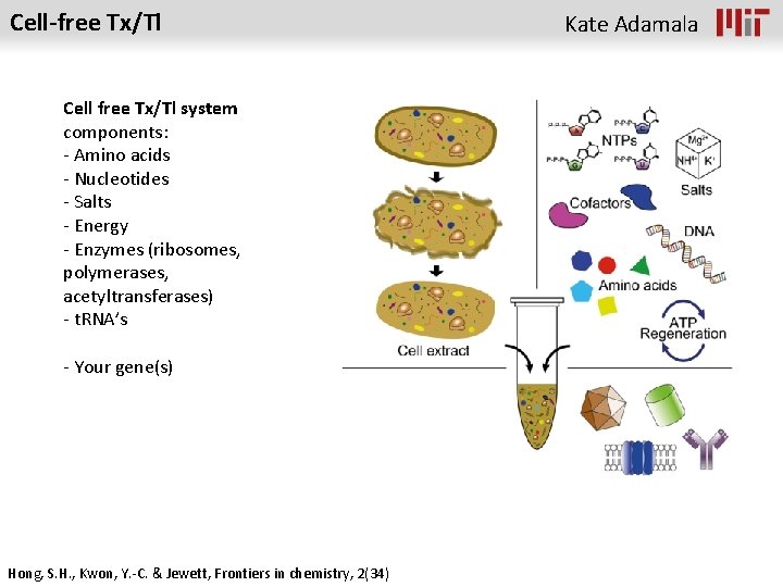 Cell-free Tx/Tl Cell free Tx/Tl system components: - Amino acids - Nucleotides - Salts