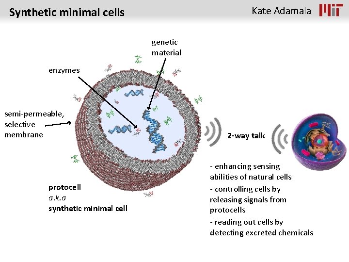 Kate Adamala Synthetic minimal cells genetic material enzymes semi-permeable, selective membrane protocell a. k.