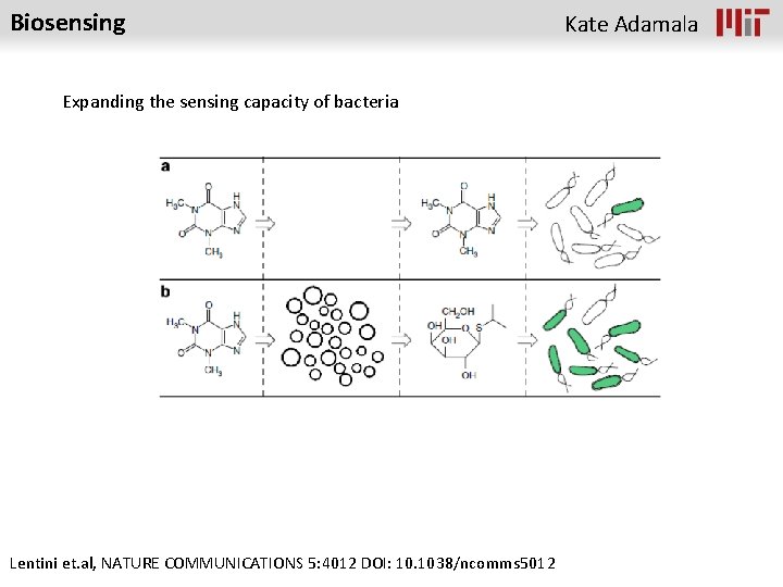 Biosensing Expanding the sensing capacity of bacteria Lentini et. al, NATURE COMMUNICATIONS 5: 4012