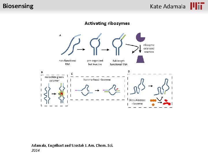 Biosensing Kate Adamala Activating ribozymes Adamala, Engelhart and Szostak J. Am. Chem. Sci. 2014