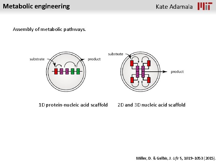 Metabolic engineering Kate Adamala Assembly of metabolic pathways. 1 D protein-nucleic acid scaffold 2