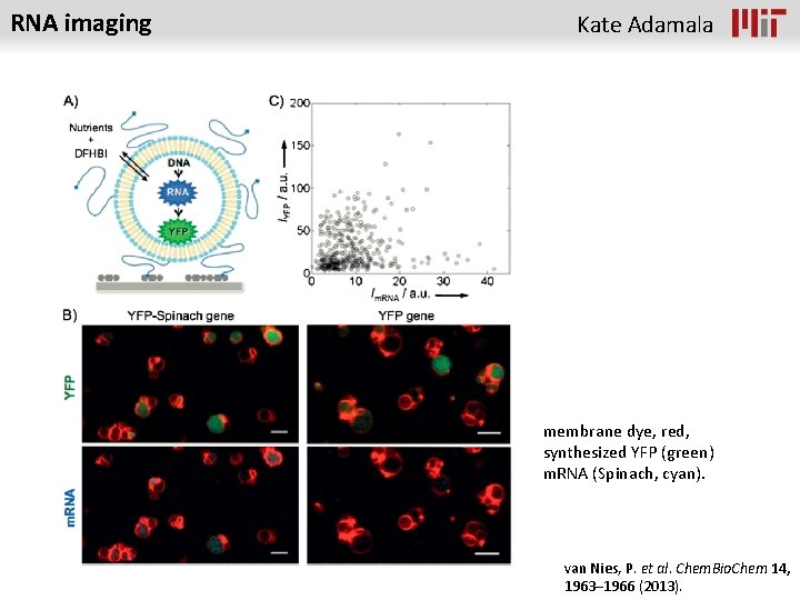 RNA imaging Kate Adamala membrane dye, red, synthesized YFP (green) m. RNA (Spinach, cyan).